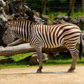 ein sehr gelangweiltes Zebra :D