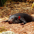 Tasmanischer Teufel - sieht aber eher sehr süß aus als teuflisch :P