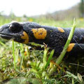 salamandra pezzata