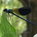 libellula