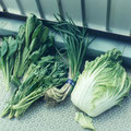 ２０１１年３月２４日　東日本の野菜・・・初めて野菜を捨てました・・・