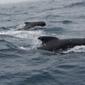 Fortunately they don't "eat" ship rudders like some orcas in Portugal