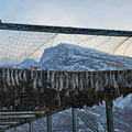 Drying fish again :-)
