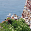 Gannets along the cliffs on Helgland