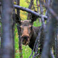 ...and a moose with...