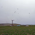 Colonies of aggresiv arctic terns