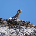 Curious alpine ptarmigan...