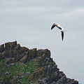 Gannet with nesting material in his beak