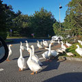 Geese on the freeway access