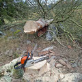 ...with working in the woods...
