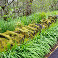 Ferns along the roads