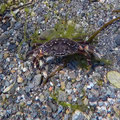 Angry crab
