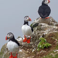 More puffins