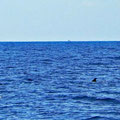 Dolphins