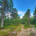 Closer to the Karasjohka river the trees got biger. The trail ends in a big pineforest.