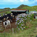 Milking station