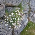 Flowers even on exposed places