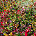 Still a lot of berries...