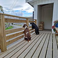 Beside the ferry landing, there is a small store, where we get our daily ice cream. And the two dogs of the owner, are greeting joyfil every single habitant, who returns back to the island.
