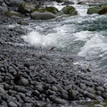 Baby duck in the beach surf