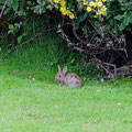 Taking a break on the lawn beside rabbits before cycling back the 12 kilometers