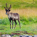 We only encountered one curious young animal. But found lots of shed antlers.