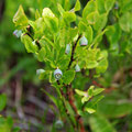 Also the blueberries will soon be ripe too :-)