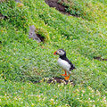 Puffins every where