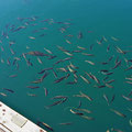 ...with a lot of fishes around the pontoon (we think they escaped the nearby fish farms).