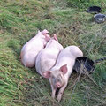 And pigs ready for the frying pan ;-)