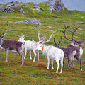 The Sami already started to gather the reindeers for the winter, when they move far inland.
