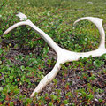 Many Reindeer antlers from last fall were lying around.