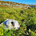 Whale bones from the old days.