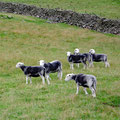 First English sheeps