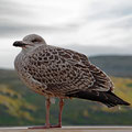 The seagulls on the pontoon don't cares.