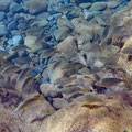 Snorkeling