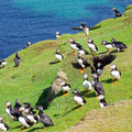 Curious puffins