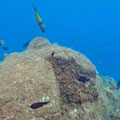 House reef