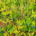 And a lot of blueberries to pick...