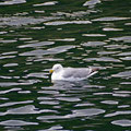 ...when they swam this way, the tide was running from east...