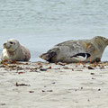 Lazy sunbathing