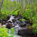 Creeks every hundret meters - the locals usually don't take water bootles with them. They drink direct out of the creeks.