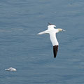 Also a lot of gannets - only the puffins left already the place for the winter on the sea