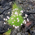 More flowers on the old lava