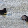 Seals seeking for cooling - with 23° its quiet warm