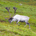 Reindeers