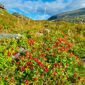 Around Havøysund we found again many kilograms of berries (cloudberries, blueberries, lingonberries).