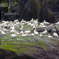 And more Gannets