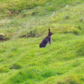 On most of the hikes we met rabbits