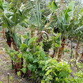 Banana trees and grapes